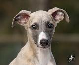 Whippet 9Y558D-025